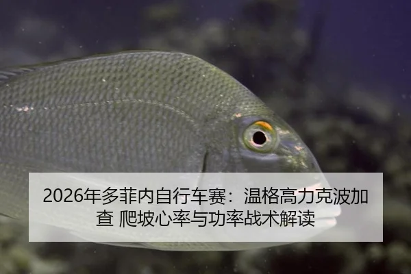 2026年多菲内自行车赛：温格高力克波加查 爬坡心率与功率战术解读